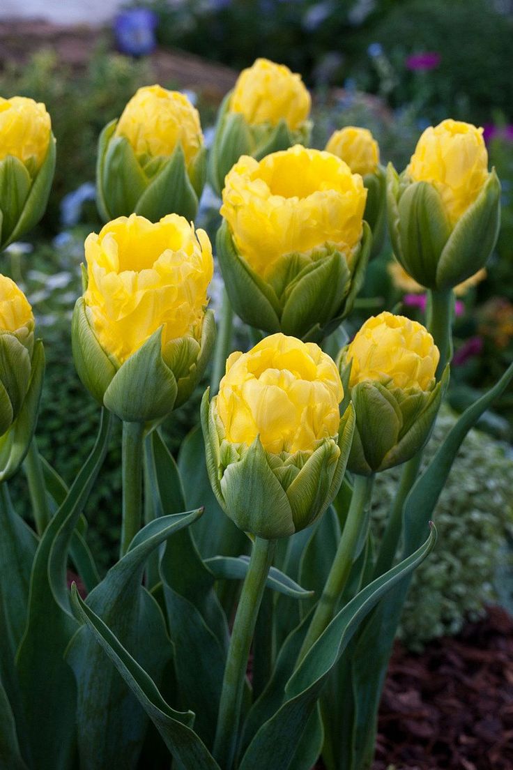 Tulips-Pop-Up-Yellow-2.