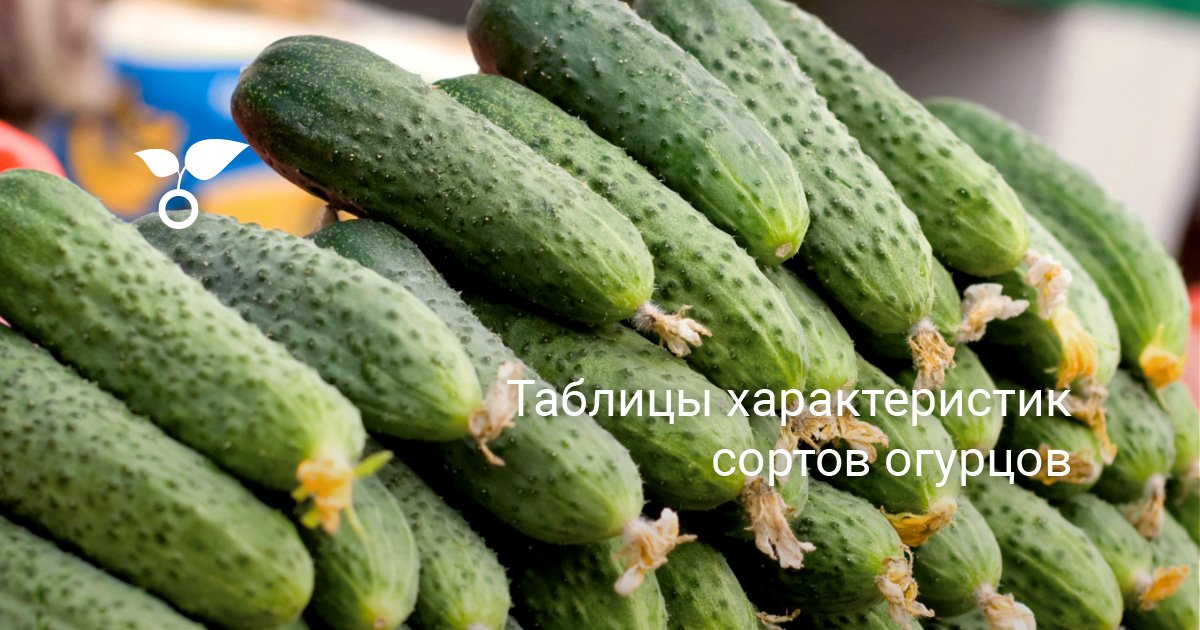 Сорта огурцов для Ярославской области названия, фото, описание