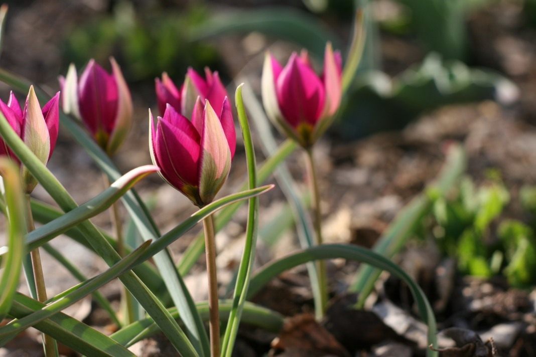Тюльпан карликовый 23 фото познакомьтесь с низкорослыми тюльпанами и откройте для себя популярные сорта