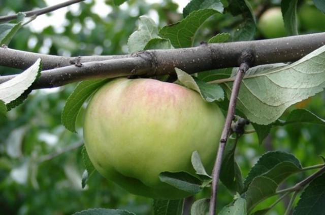 Яблоко сорта «Богатырь»