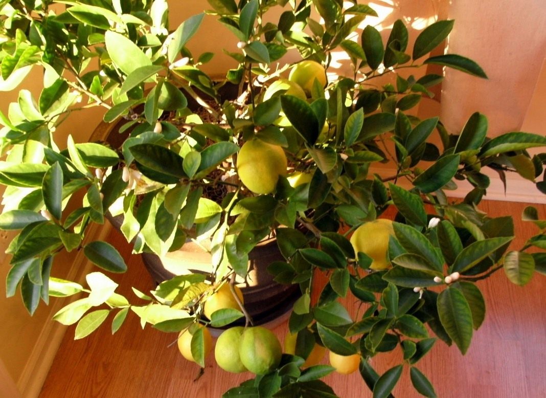 Лимонник домашний цветок комнатный фото