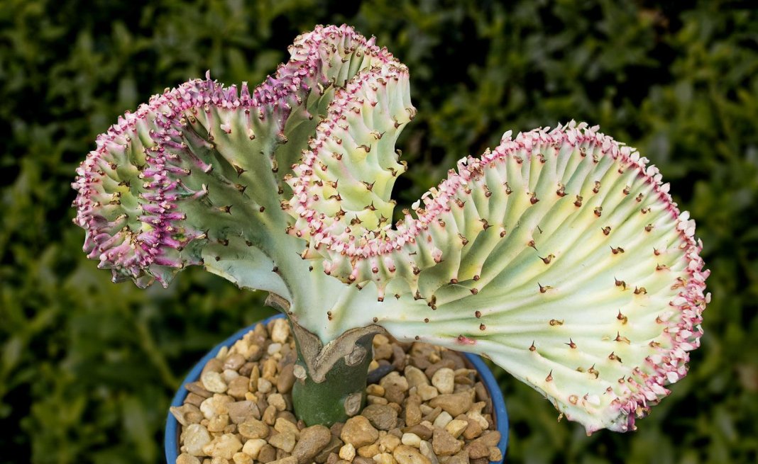 Эуфорбия (Euphorbia) – уход в домашних условиях