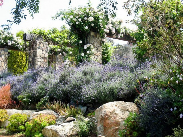 Лаванда в загородном саду французского стиля