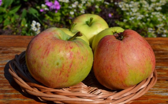 Яблоки сорта «Яблочный спас»