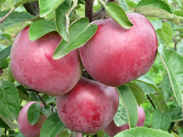 Яблоки сорта «Коваленковское»