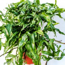 Микросорум разнолистный (Microsorum diversifolium)