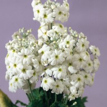 Примула мягковатая «Феир Леди» белая ( Primula malacoides 'Fair Lady' White)