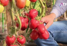 Гроздь томатов индетерминантного гибрида «Великосветский»