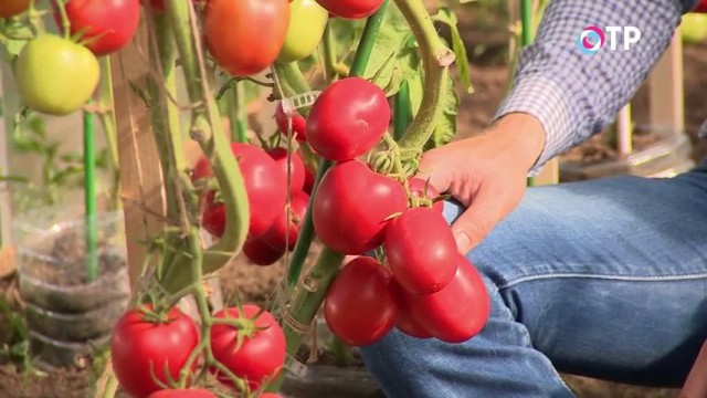 Гроздь томатов индетерминантного гибрида «Великосветский»