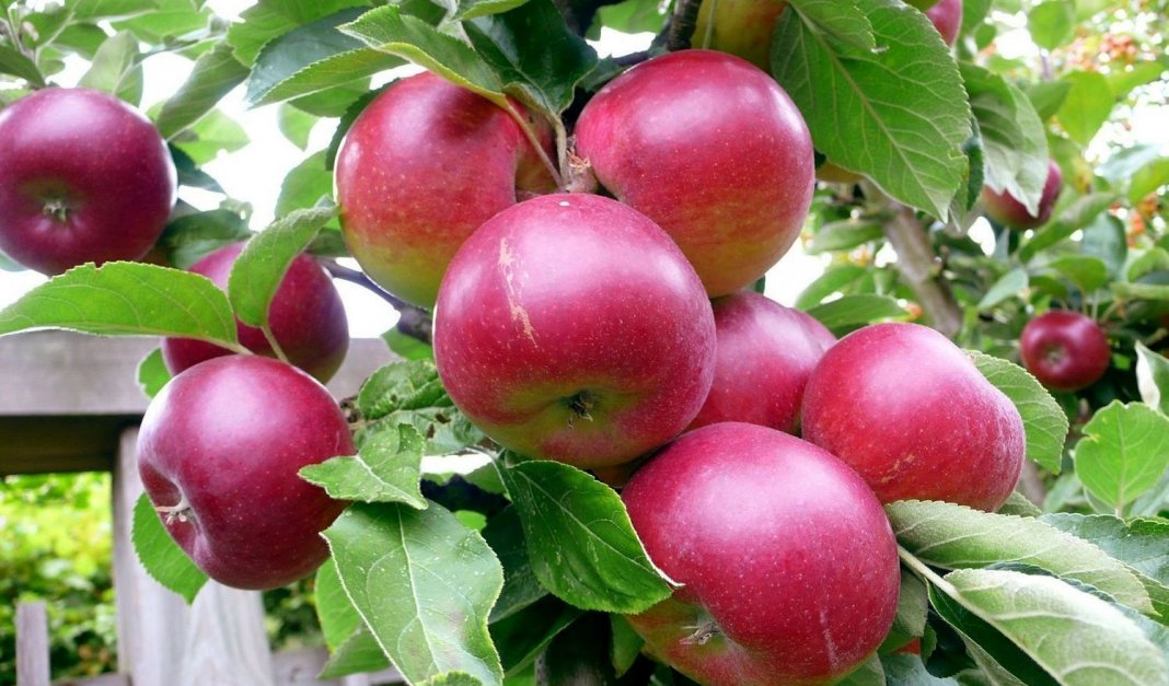 сорта культурных растений яблок