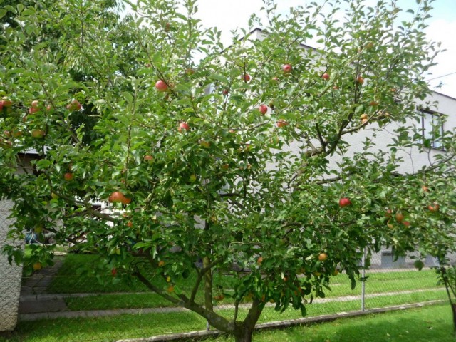 Сорта яблонь для Сибири и Урала лучшие сорта для северных регионов