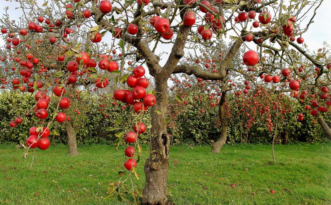 Лучшие 10 сортов яблонь для средней полосы. Список названий с описаниями ифото — Ботаничка
