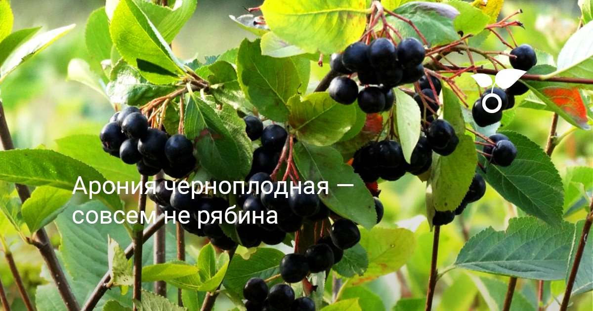Арония черноплодная — совсем не рябина . Посадка, уход, выращивание ...
