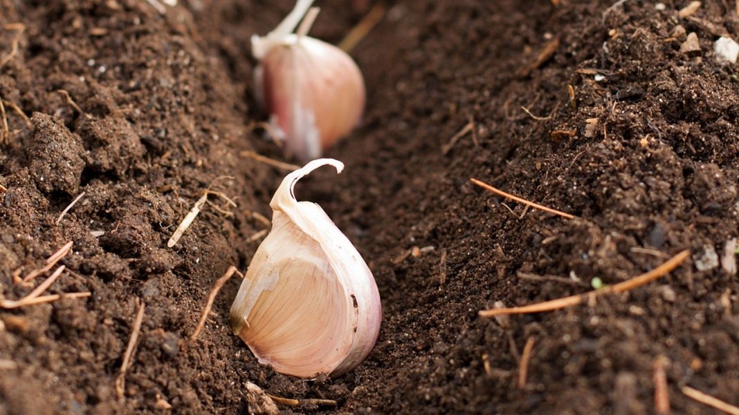 Как вырастить хороший урожай чеснока? Всё о выращивании и уходе за  чесноком. Фото — Ботаничка