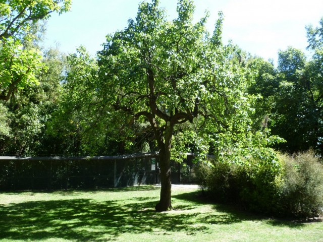 Грушевое дерево