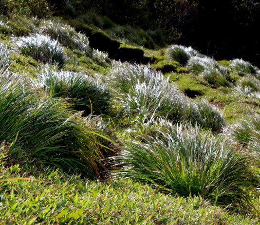Полевичка (Eragrostis)