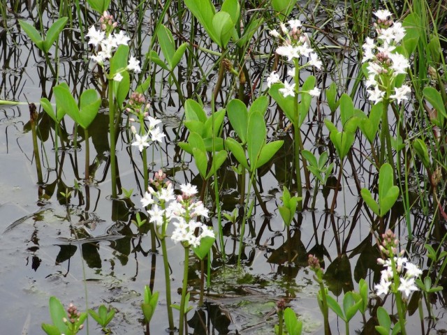 Вахта трехлистная, или Трилистник водяной (Menyanthes trifoliata)