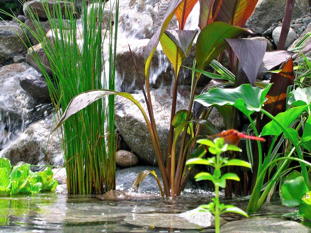 Растения для водоемов. Список растений для прудов, берегов ручьёв с  названиями и фото — Ботаничка