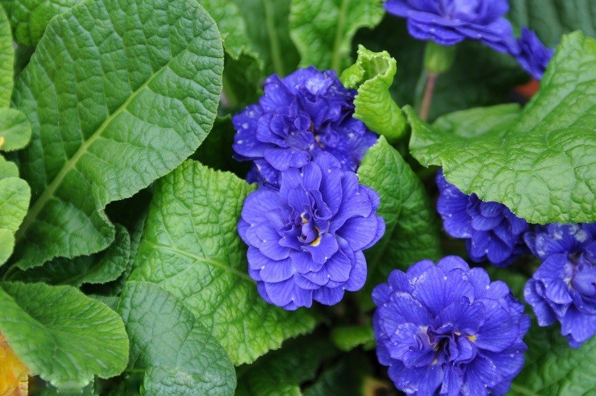 Primula-vulgaris-Cobalt-Blue-3