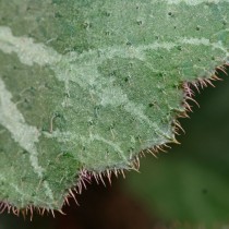 Камнеломка плетеносная (Saxifraga stolonifera)