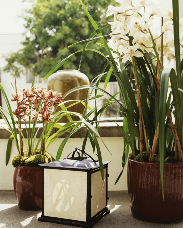 Орхидеи с изящными цветками в интерьере дома