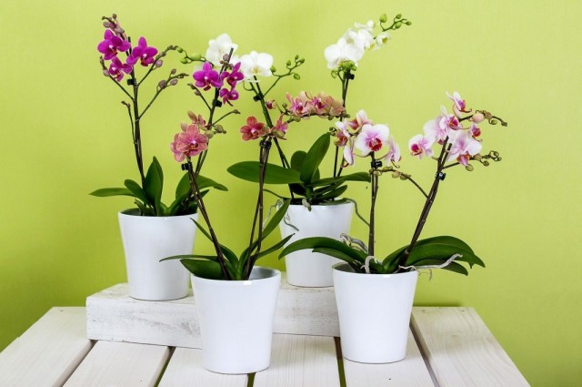 Орхидеи Фаленопсис (Phalaenopsis)