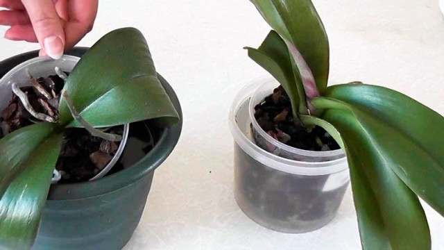 Полив орхидей методом погружения