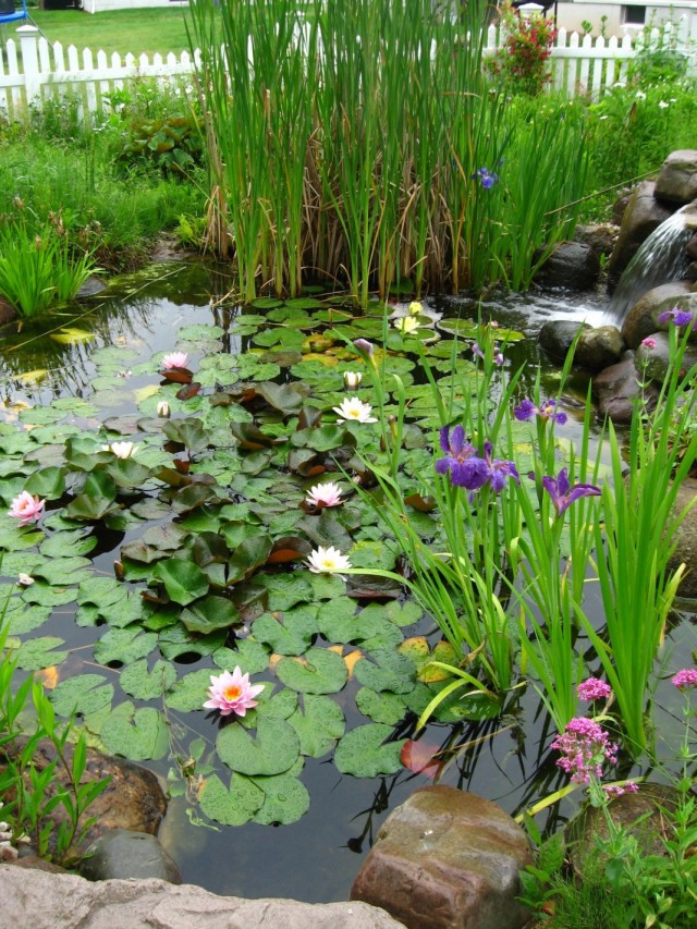 Декоративные растения в пруду