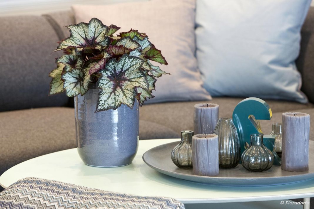6 самых эффектных комнатных растений с многоцветными листьями - лучшие варианты для вашего интерьера
