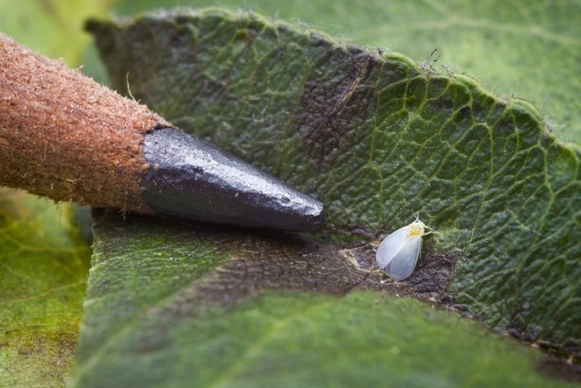 Белокрылка, или Алейродида (Aleyrodidae)