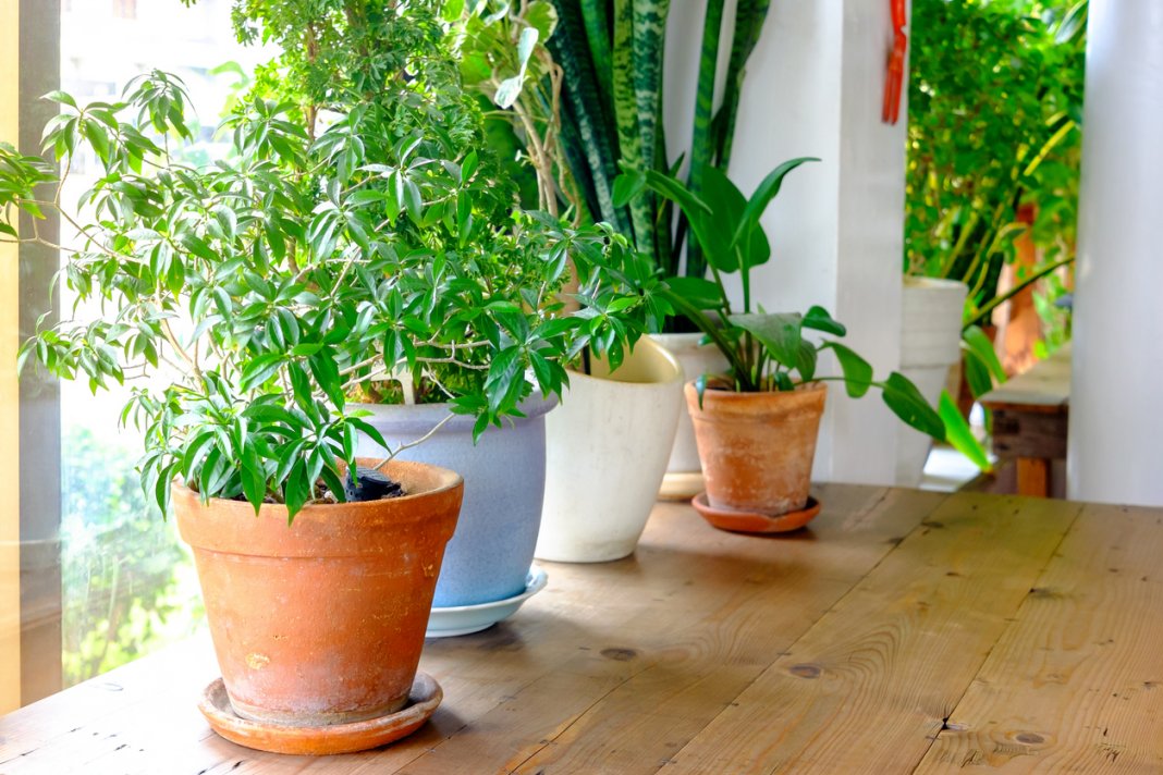 Советы по пересадке и удобрению комнатных растений весной
