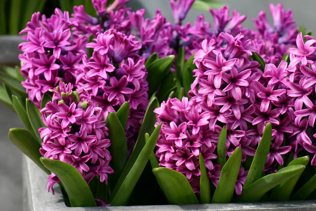 Hyacinthus-Orientalis-Miss-Saigon-1