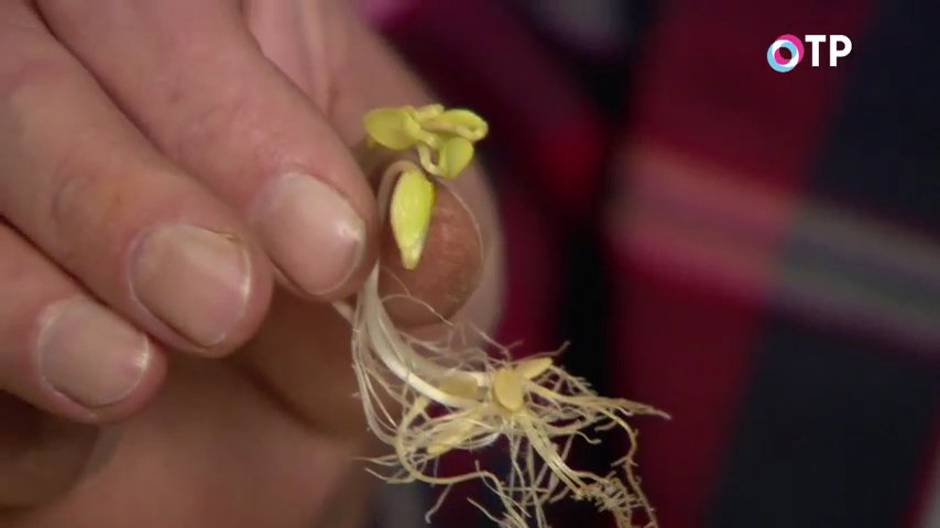 Проверка семян на всхожесть в соленой. Старые семя. Как проверить пустые семена или нет. Проверка семян на всхожесть фото.