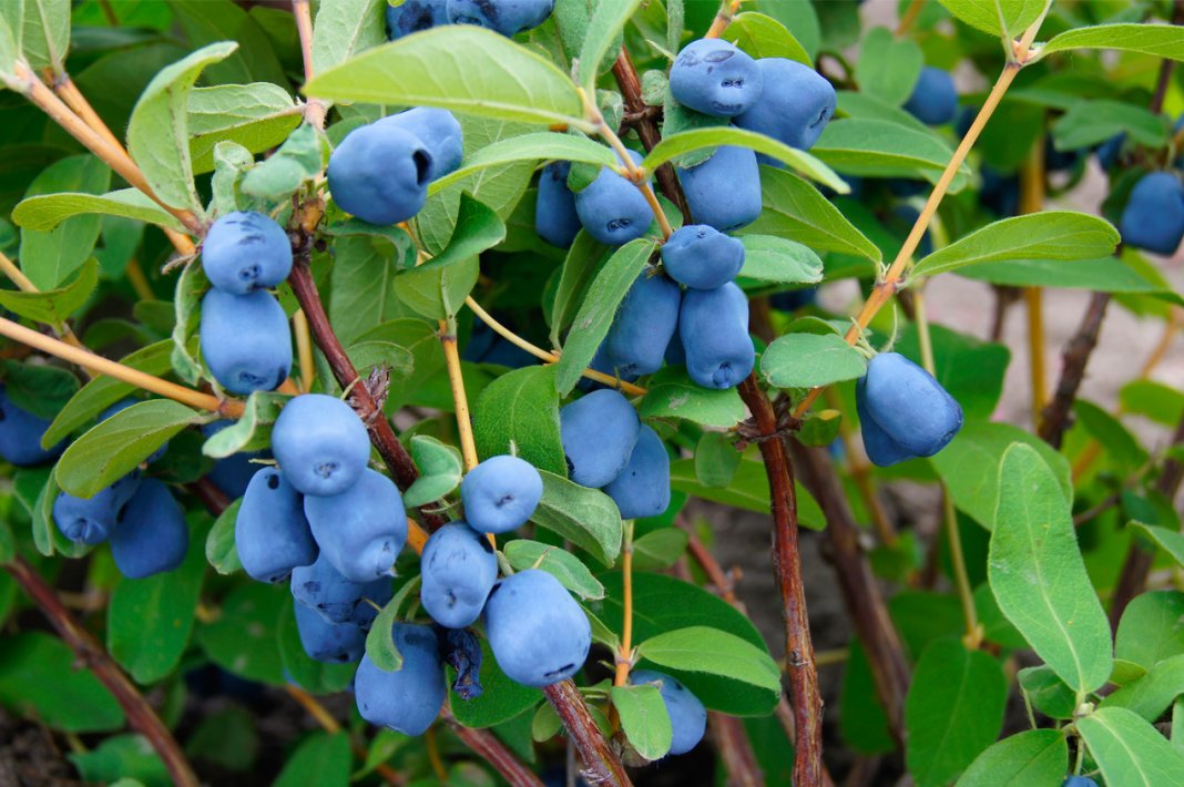 Жимолость съедобная: описание садового кустарника с голубыми ягодами. Чем уникальна жимолость