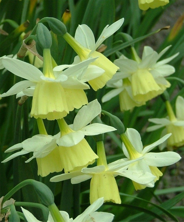 Narcissus-Lemon-Drops-2