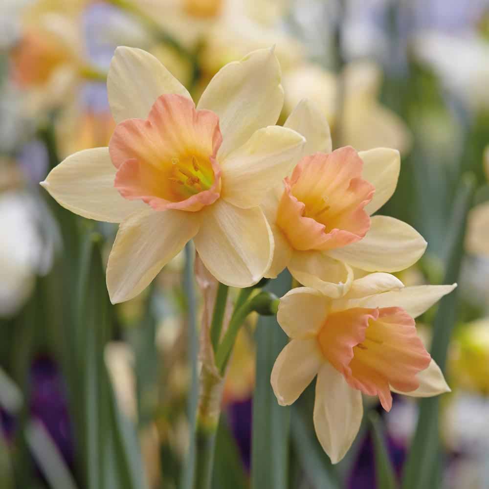 Narcissus-jonquilla-Blushing-Lady-1