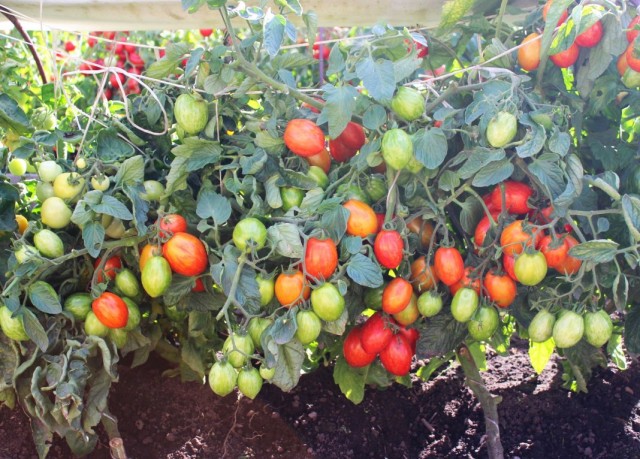 Урожай выращиваемого в грядках коробах томата «Непас 10»