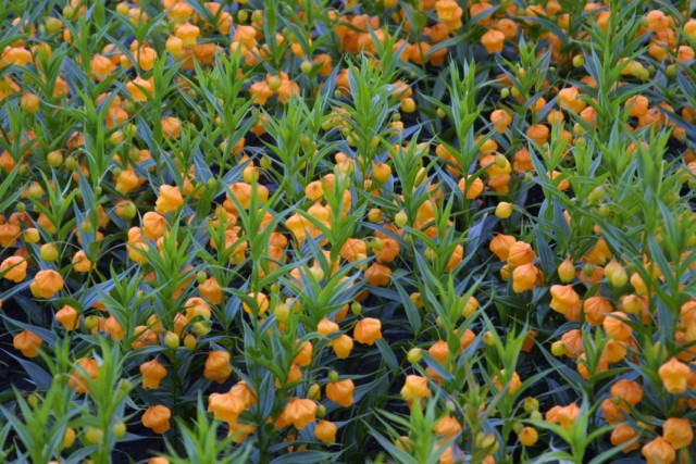 Сандерсония оранжевая (Sandersonia aurantiaca)