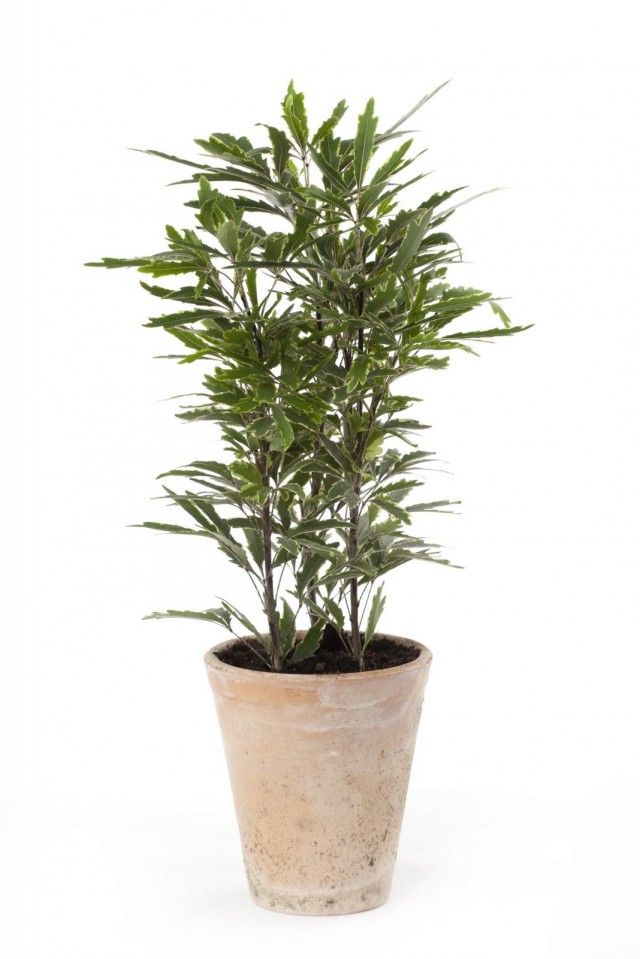 Шеффлера изящнейшая (Schefflera elegantissima)