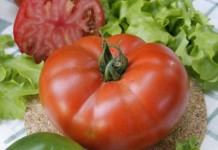 Масса плодов томатов из серии «Великие» может достигать 500 г.
