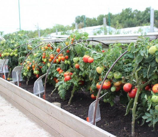 Выращиваем томаты в грядах-коробах