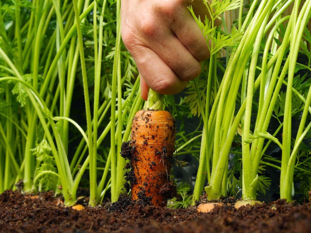 Как вырастить большую морковь