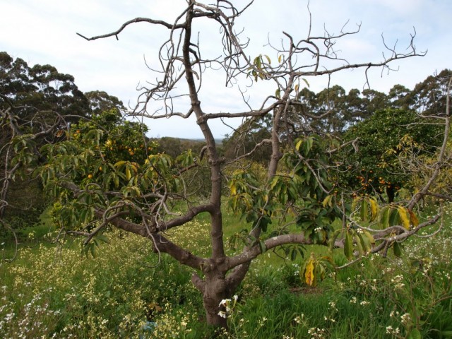 Сухие ветки в кроне фруктового дерева