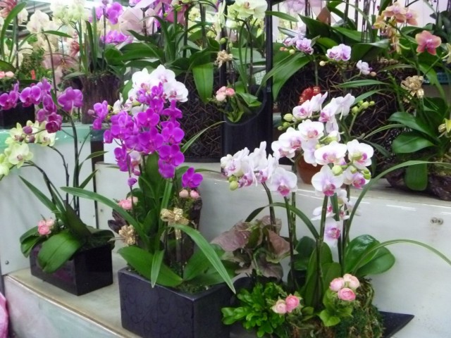 Выбор орхидей в магазине