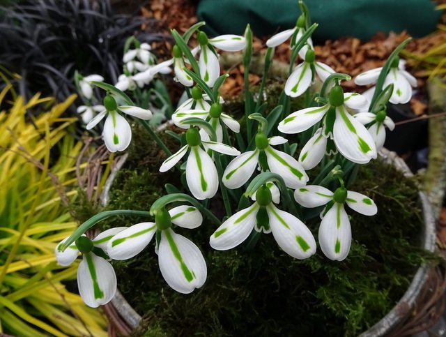 Galanthus-South-Hayes-3