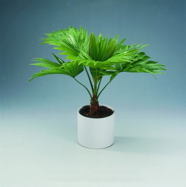 Ливистона круглолистная (Livistona rotundifolia) или Сарибус круглолистный (Saribus rotundifolius)