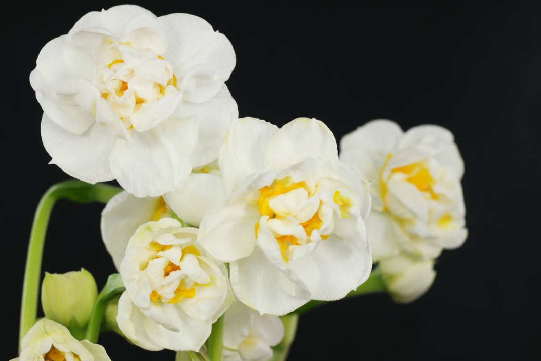 Narcissus-Bridal-Crown-1