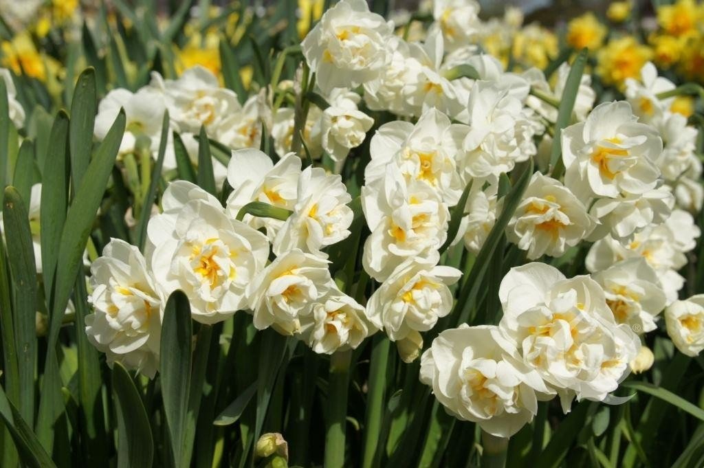 Narcissus-Bridal-Crown-2