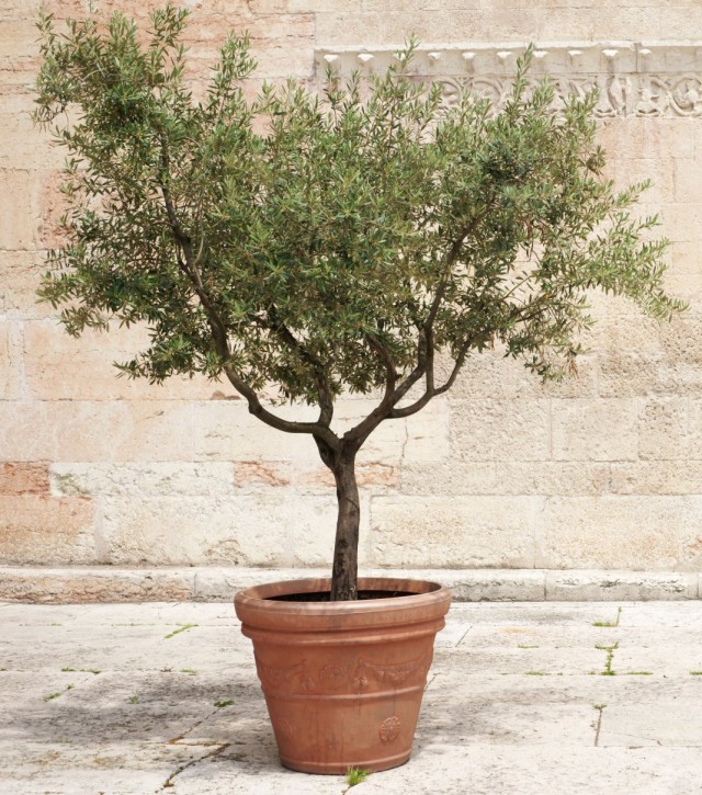 Оливковое дерево (Olea europaea)