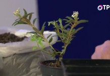 Рододендрон гренландский (Rhododendron groenlandicum), или Багульник гренландский (Ledum groenlandicum)
